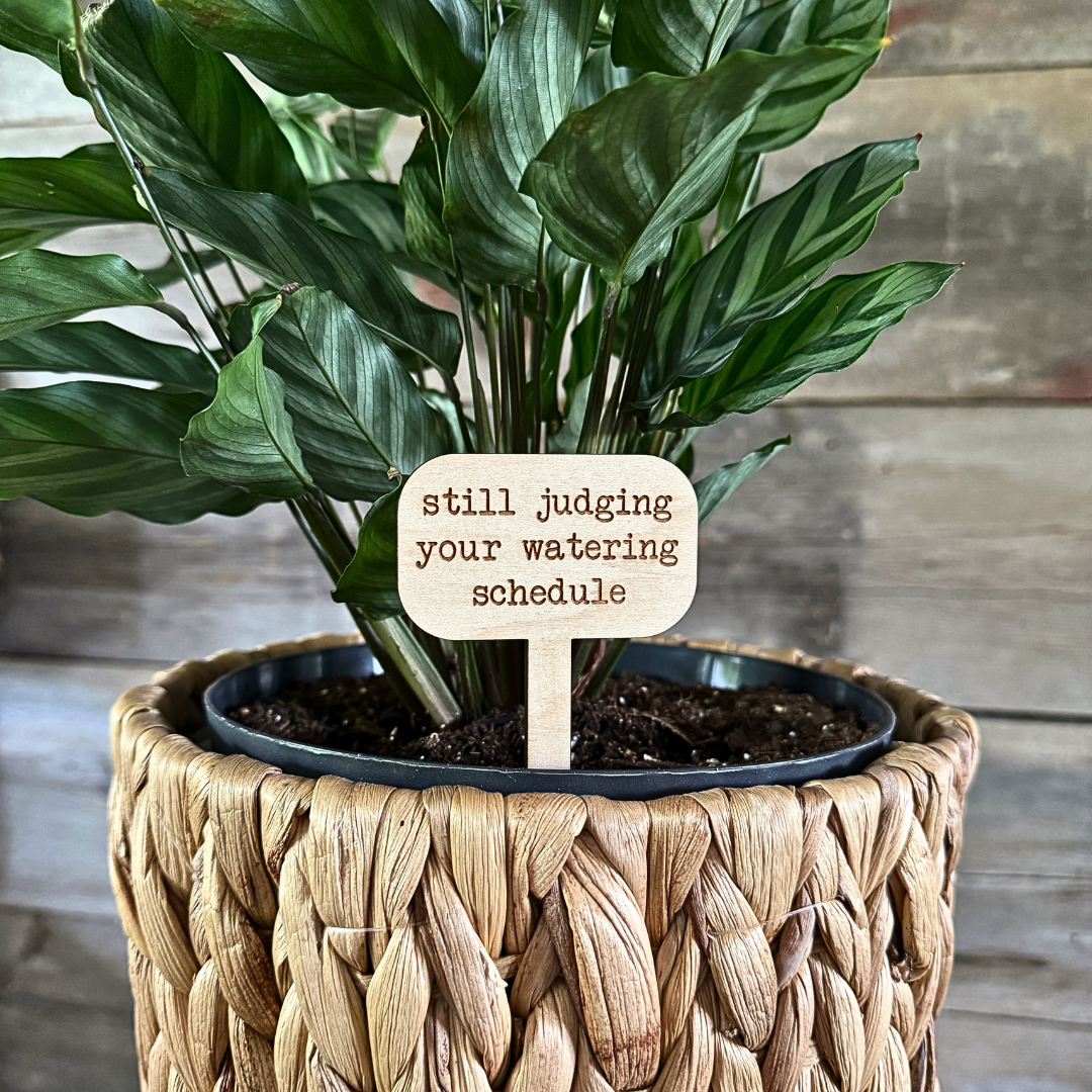 Wooden plant marker engraved with "Still Judging Your Watering Schedule" displayed in a decorative indoor plant pot against a wooden background.