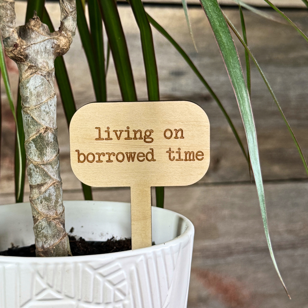 Potted plant with a wooden plant marker reading 'living on borrowed time' against a blurred background