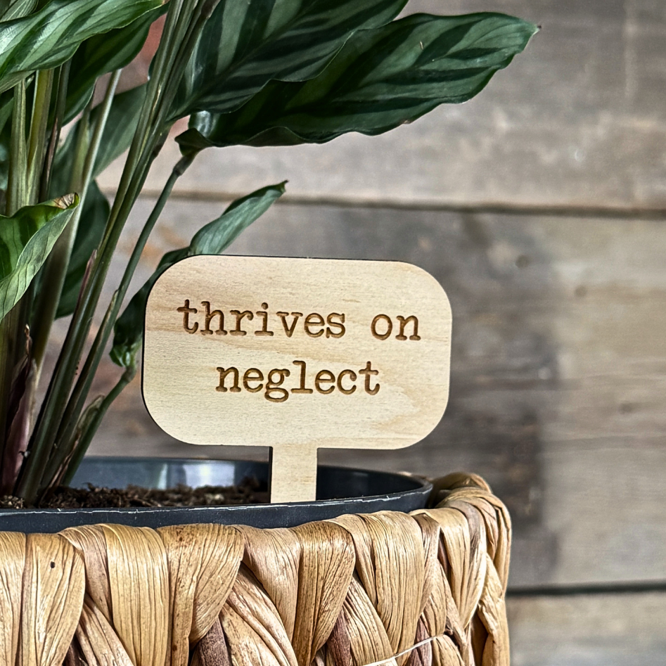 Potted plant with a wooden plant stake that says 'thrives on neglect' against a wooden background