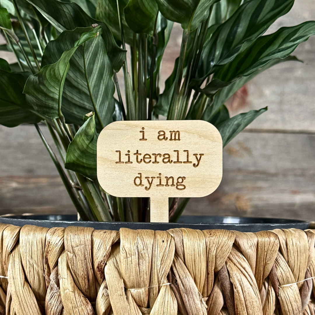 Wooden plant marker sign in a houseplant.