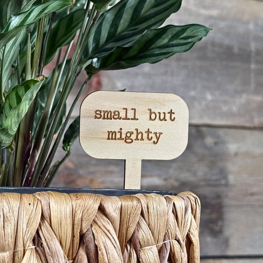 Wooden plant stake inside a houseplant.