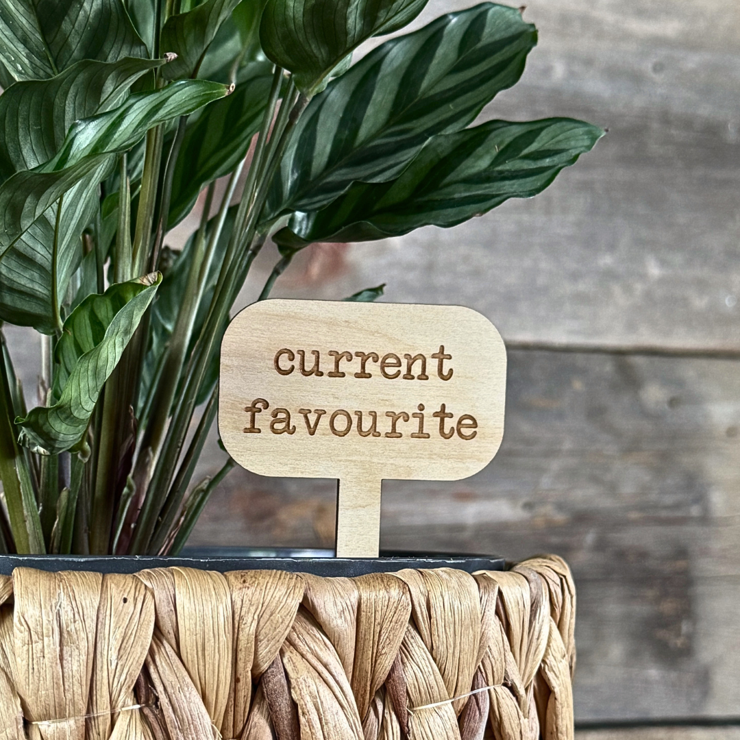 Potted plant with a wooden sign labeled 'current favourite' against a wooden background