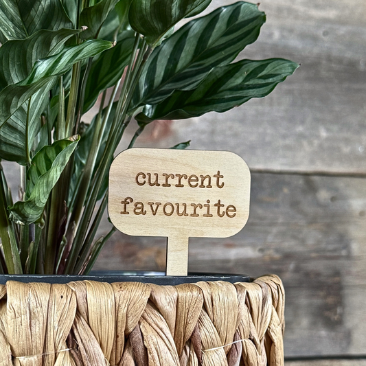 Potted plant with a wooden sign labeled 'current favourite' against a wooden background
