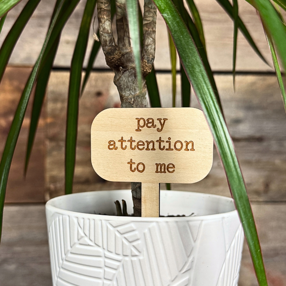 Potted plant with a wooden plant sign that says 'pay attention to me' against a wooden background