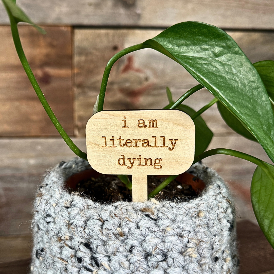 Wooden plant marker sign in a houseplant.