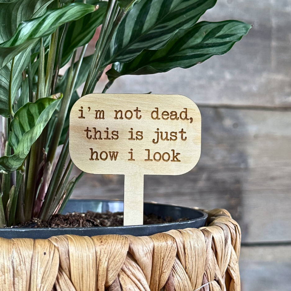Plant marker with a humourous saying in a houseplant.