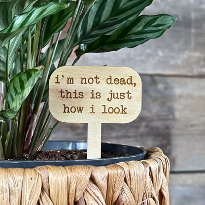 Plant marker with a humourous saying in a houseplant.