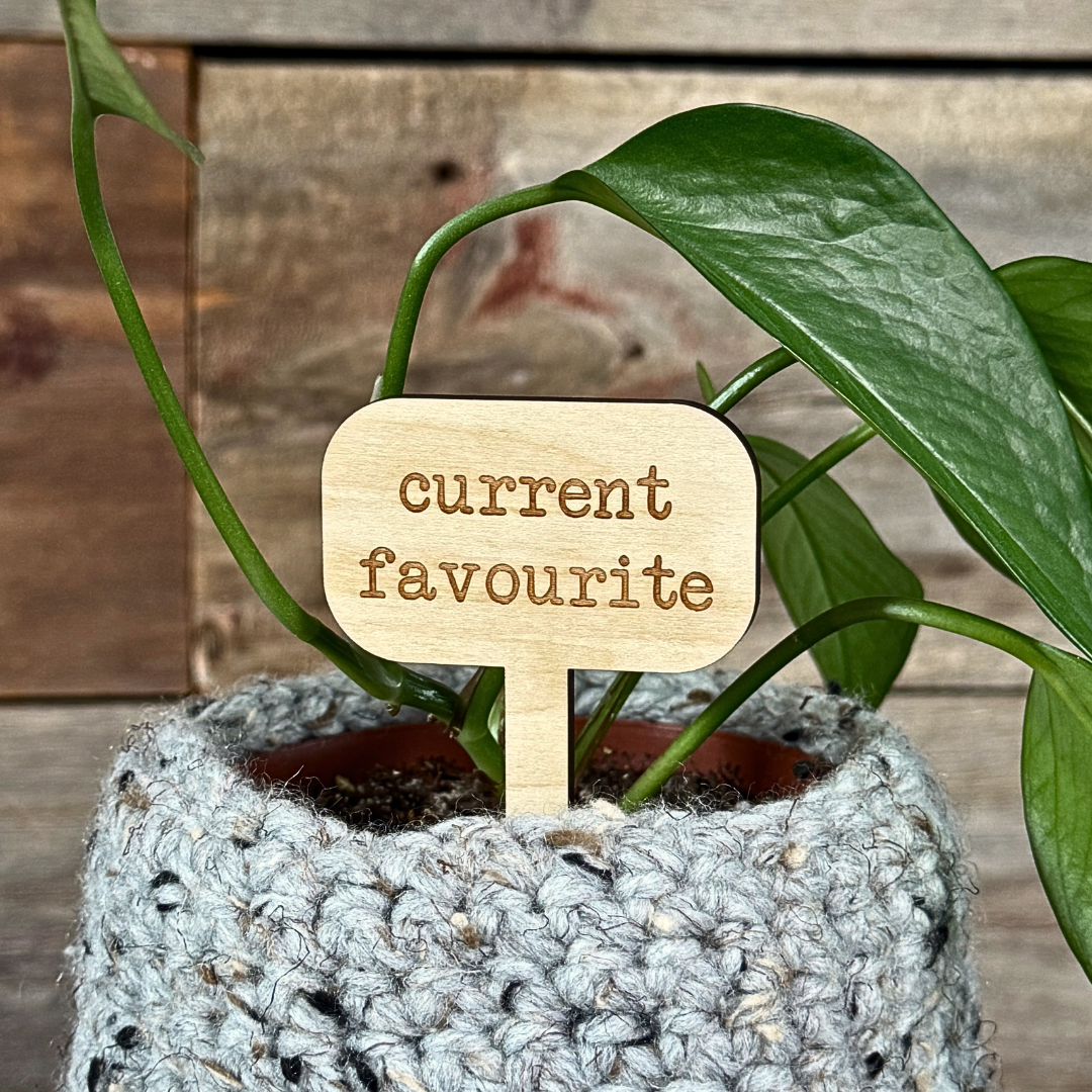 Potted plant with a wooden plant marker saying 'current favourite' against a wooden background